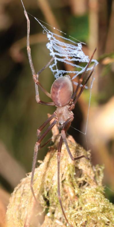 Immature Male of <i>P. otwayensis</i>