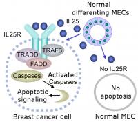 IL25 Cytotoxicity