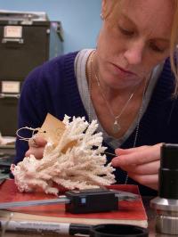 Dr. Nicole Fogarty with Hybrid <i>Acropora prolifera</i>