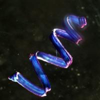 Fiber Ribbon Extracted from Cucumber Tendril