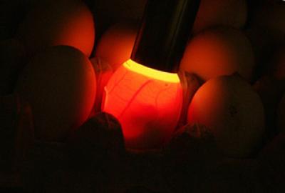 Candling an Egg