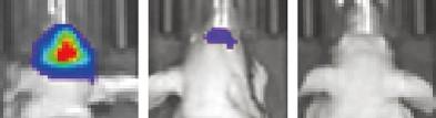 Therapy-Imaging