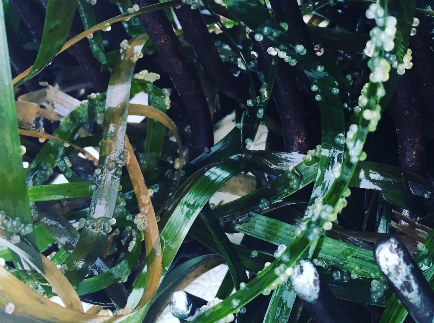 Herring Eggs