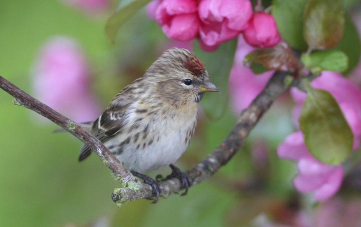 Redpoll