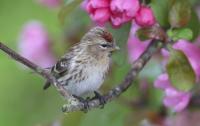 Redpoll