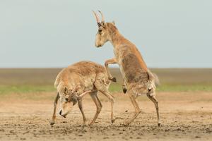 Sparring Saigas on the Steppe