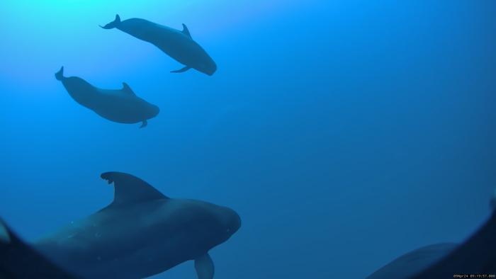 A pod of Hawai’i short-finned pilot whales below the surface.