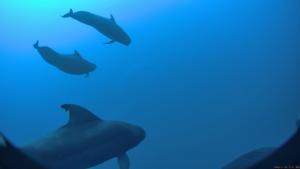 A pod of Hawai’i short-finned pilot whales below the surface.