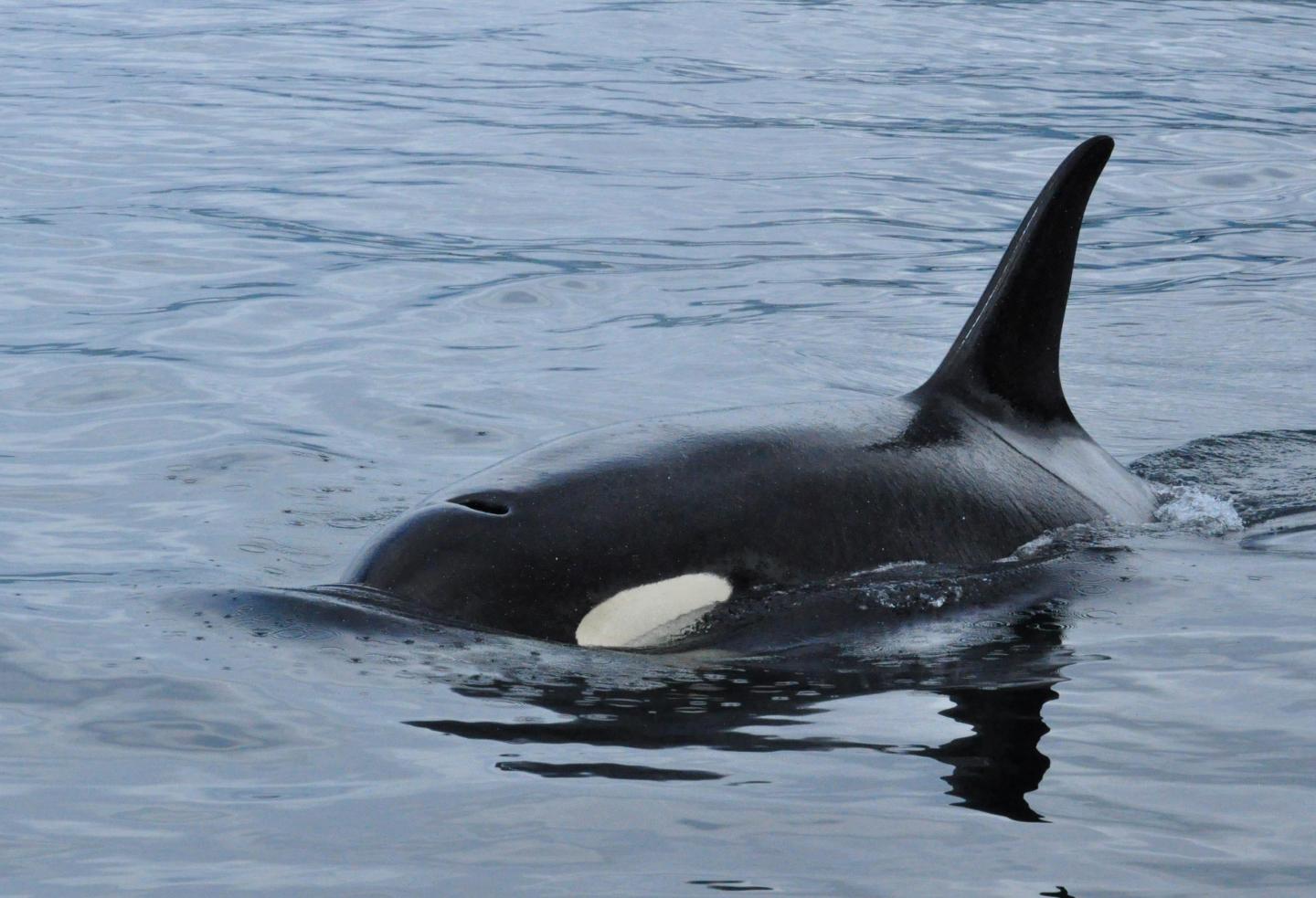 Orca