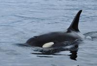Orca