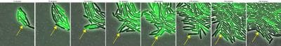 Horizontal <i>Escherichia coli</i>