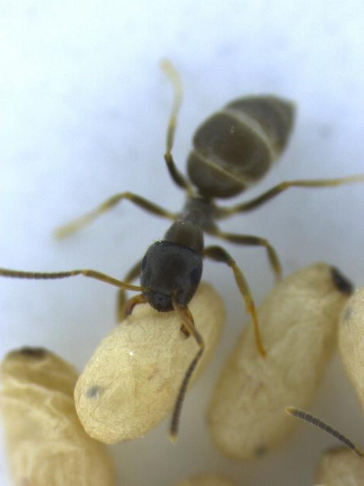 Worker ants and their pupae