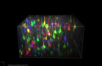 Mesoscopic View of the Brain
