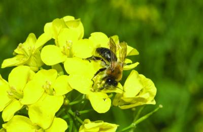 <i>Andrena nitida</i>