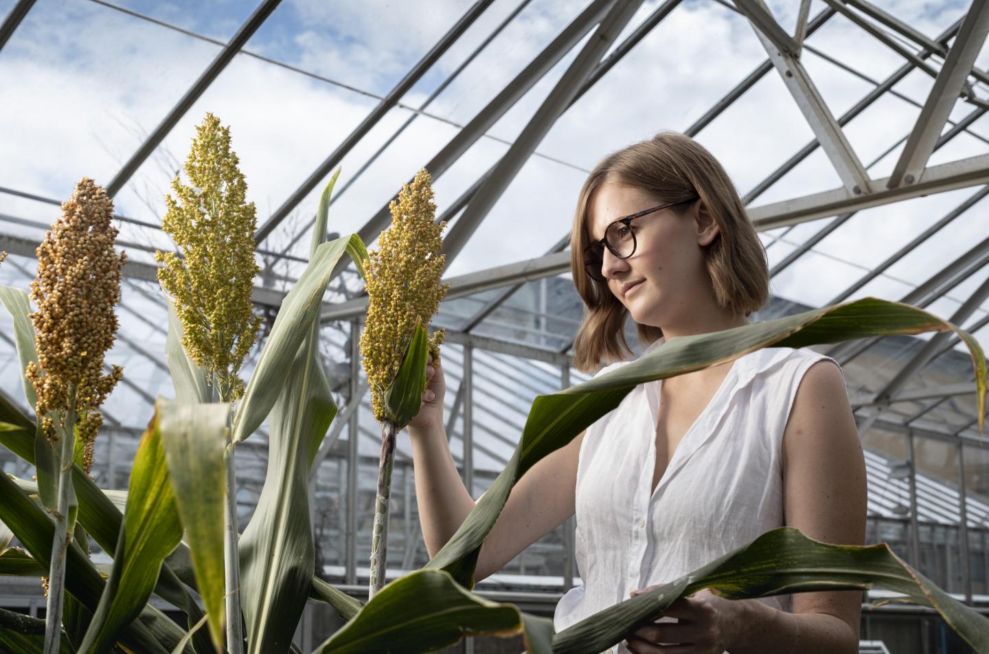 Dr Karen Massel with gene edited sorghum