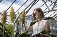 Dr Karen Massel with gene edited sorghum