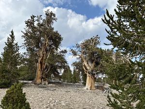 Bristlecone pine stand, White Mountains