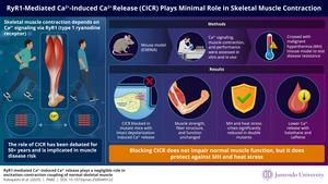 RyR1-Mediated Ca²⁺-Induced Ca²⁺ Release Plays Minimal Role in Skeletal Muscle Contraction