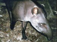 Tapir