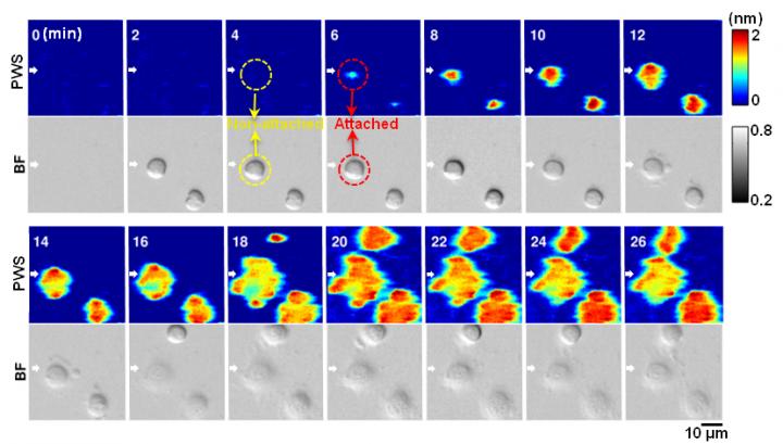 Stem Cell Adhesion