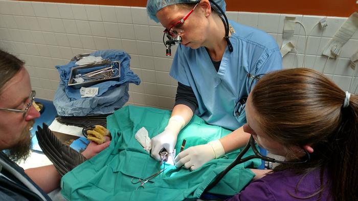 Surgery on eagle hit by vehicle
