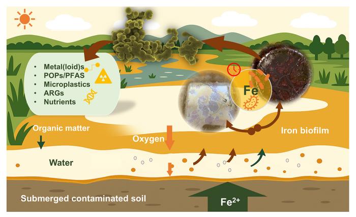 Microbial iron mining: a nature-based solution for pollution removal and resource recovery from contaminated soils
