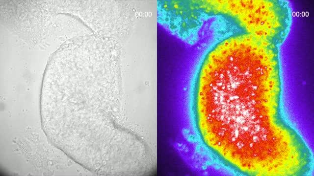 Luminescent Time-Lapse Video of Oscillating Genes