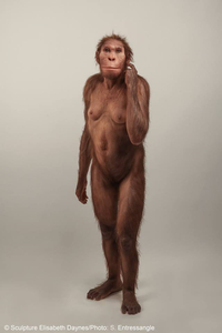Sediba reconstruction