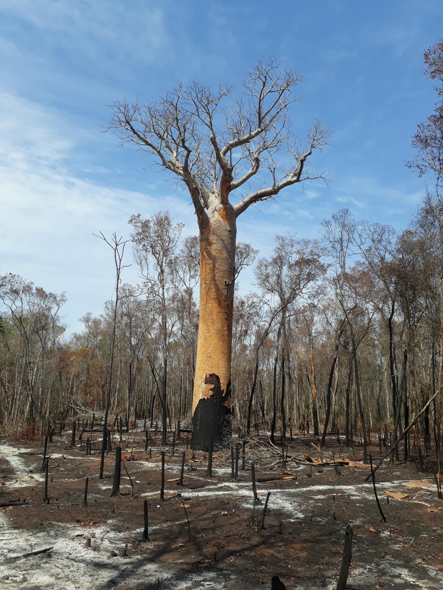 Large Scale Clearance of Madagascar's Dry Forests