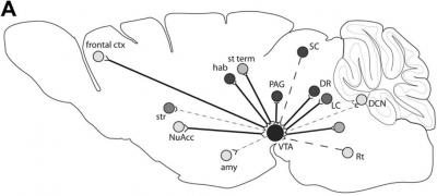 Distribution of gene therapy