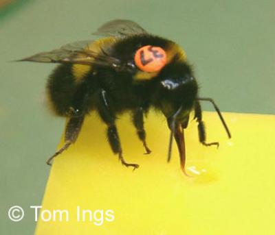 Bee on Artificial Flower