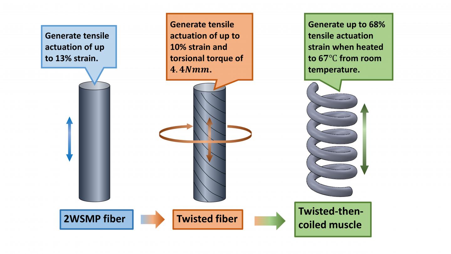 Fabrication Procedure And Actuation Of Coiled Artificial Muscle Based On Two-Way Shape Memory Polyme