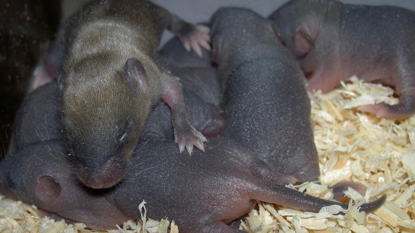 Mice in a Communal Nest