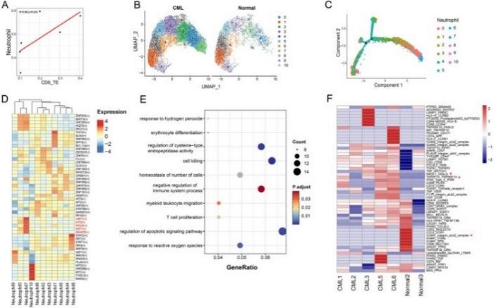 Neutrophil-7 and CD8 TE cells co-regulate the development of CML.