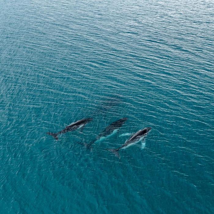 Drone-humpback-whale-group