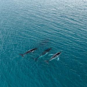 Drone-humpback-whale-group