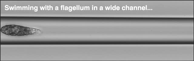 Aquatic Microorganism Could Inspire Soft Robots Able to Move in Narrow and Hostile Environments