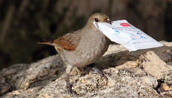 Innovation in Birds