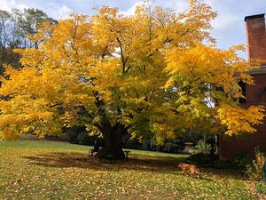National Champion Kentucky Yellowwood