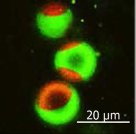 (Figure 2) Molecule