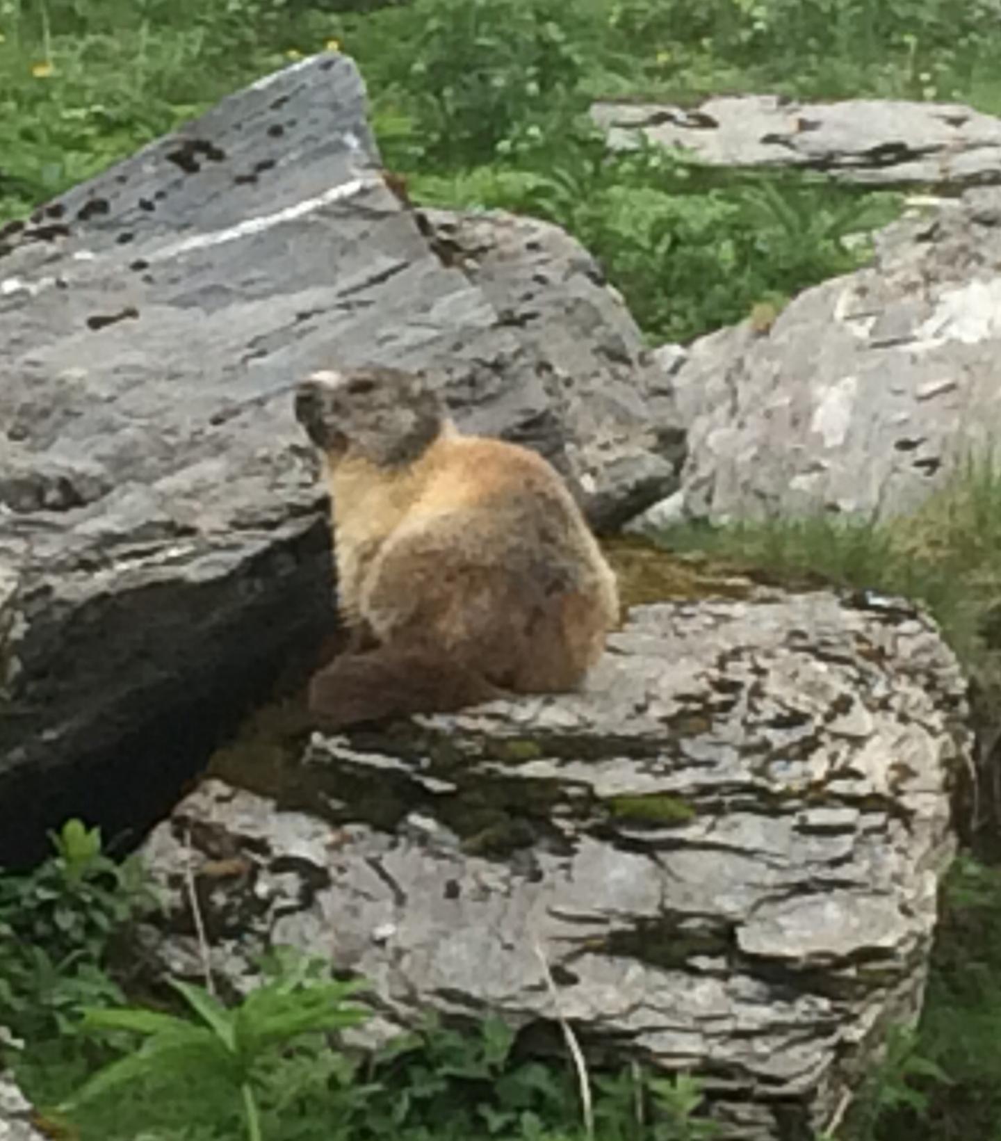 Alpine Marmot