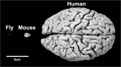 Behavioral Brain Circuits Conserved across Species (4 of 7)