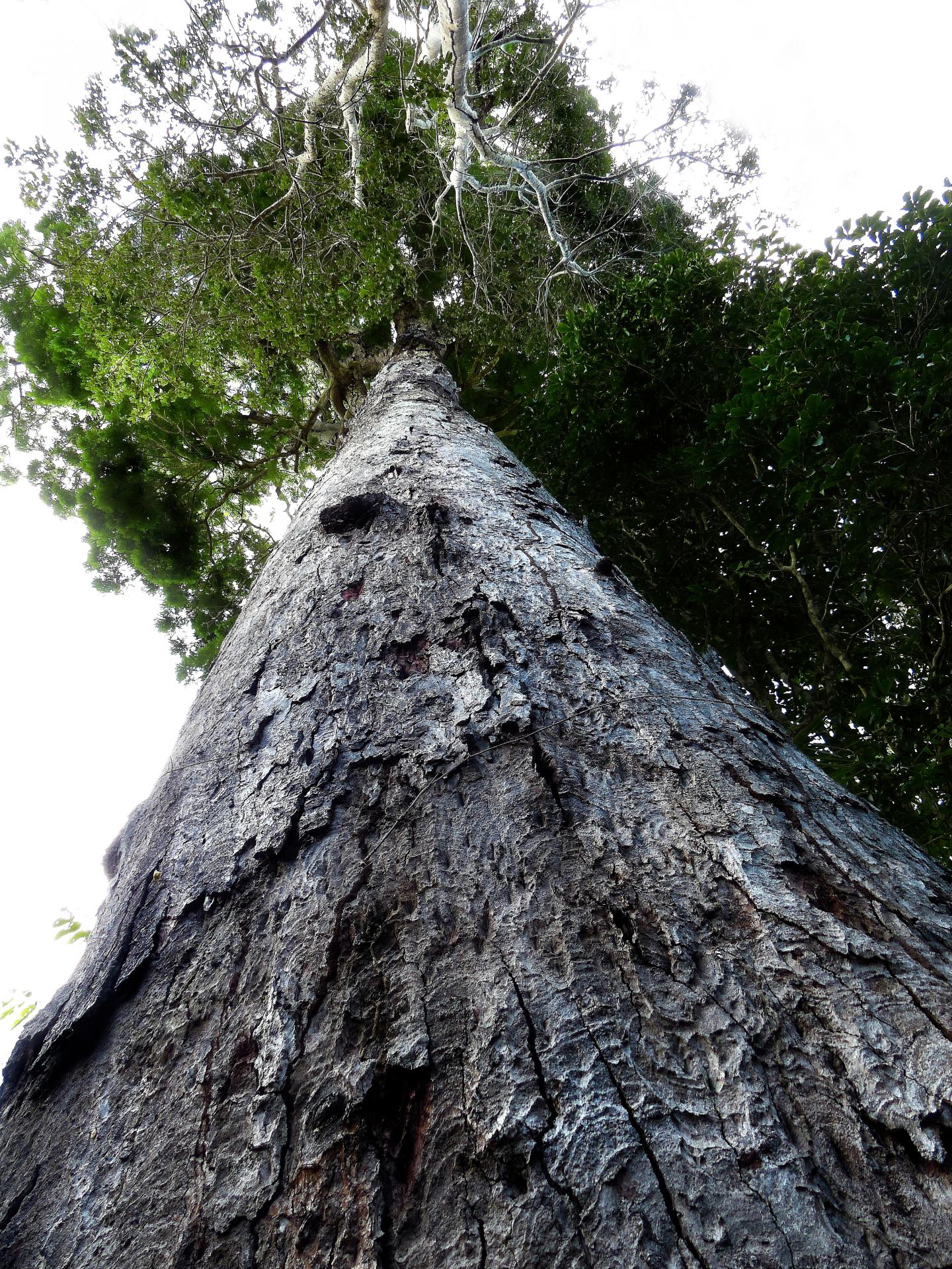 Atlantic Forest Tree