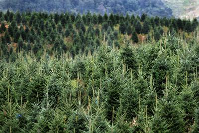 North Carolina Fraser Fir Farm