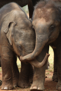Asian elephant siblings