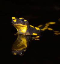 Fire Salamander (2 of 2)