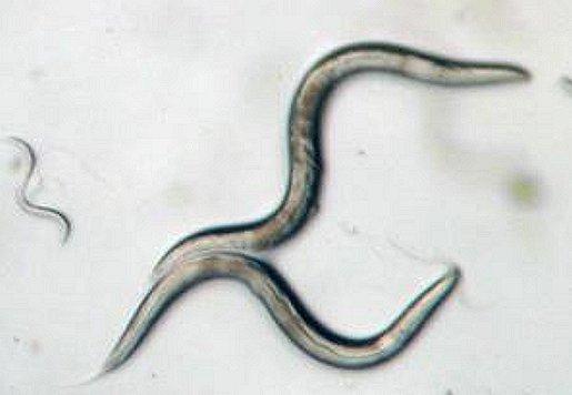 Roundworm Image