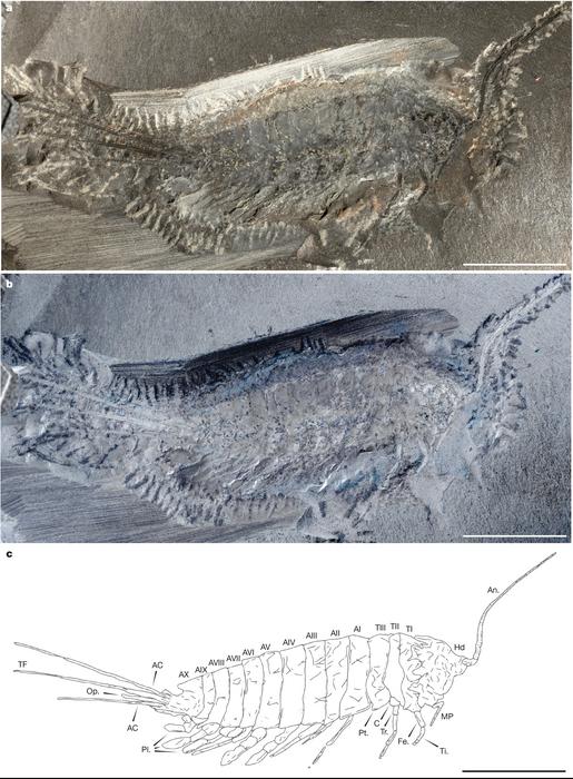 The stem-group insect Chosha praecursor Tihelka, Engel & Cai, 2026 from the Carboniferous Tesnus Formation (ca. 324 Ma), Texas, USA.