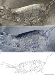 The stem-group insect Chosha praecursor Tihelka, Engel & Cai, 2026 from the Carboniferous Tesnus Formation (ca. 324 Ma), Texas, USA.