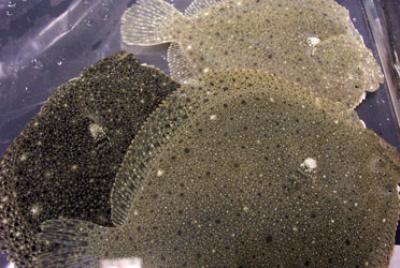 Turbots